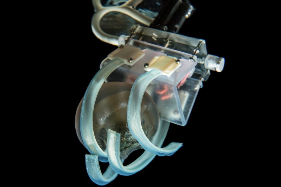 robot grabs jellyfish
